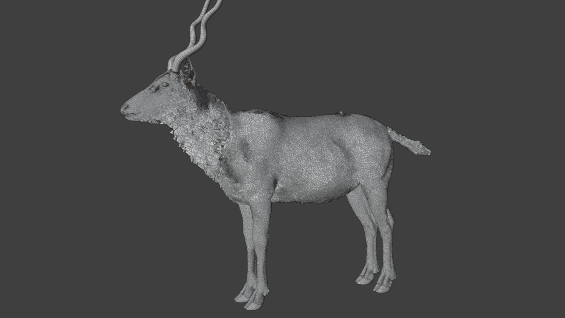 Addax Antelope Realistic 3D model_13