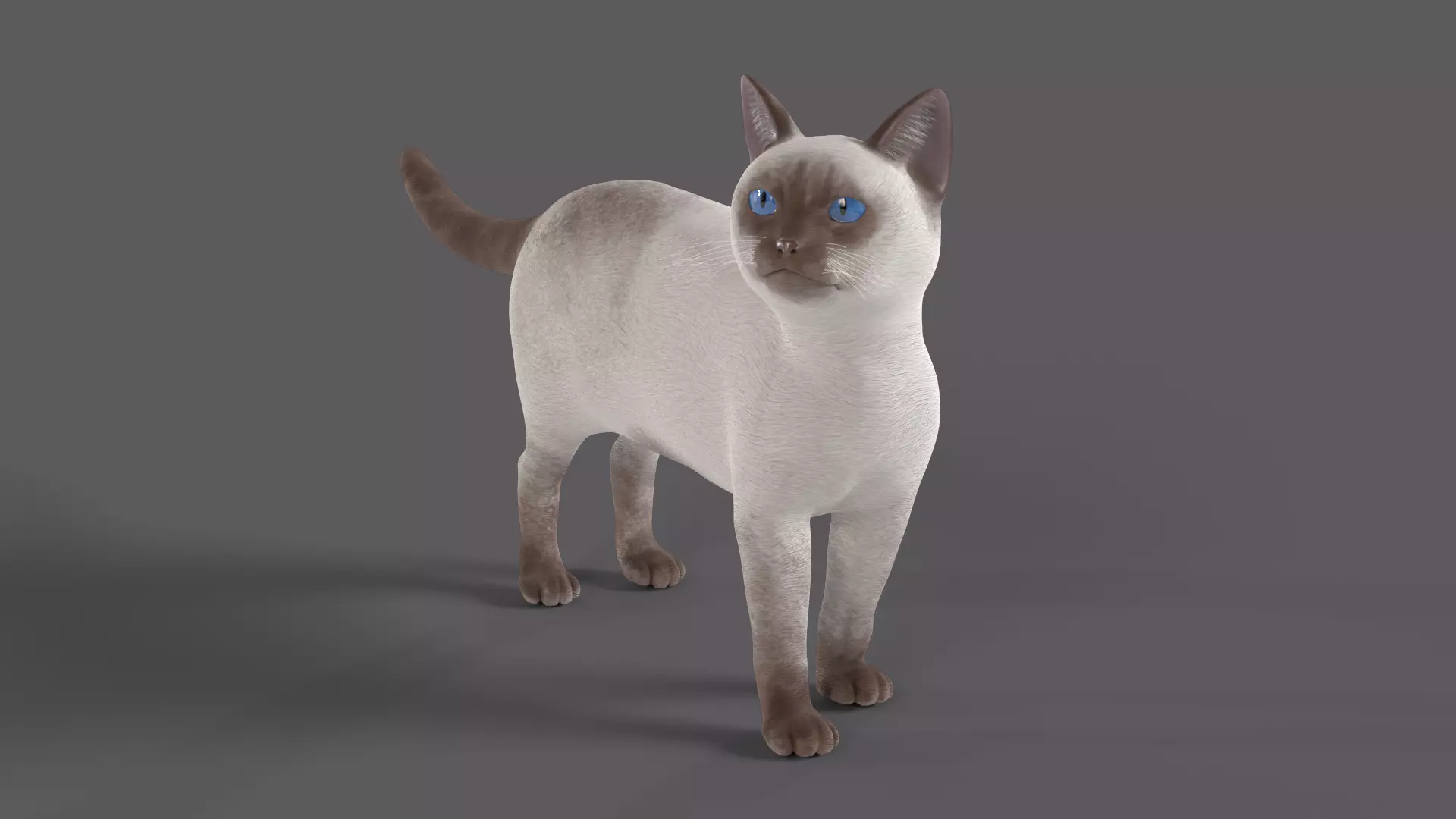 Balinese Cat Low-poly 3D model