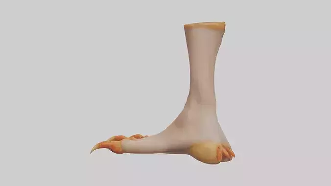 Chicken Feet Model 3D model 3