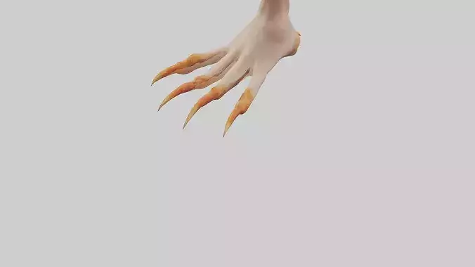 Chicken Feet Model 3D model 4