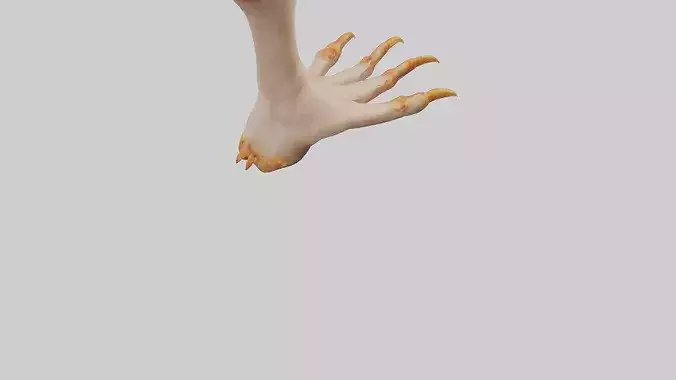 Chicken Feet Model 3D model 7