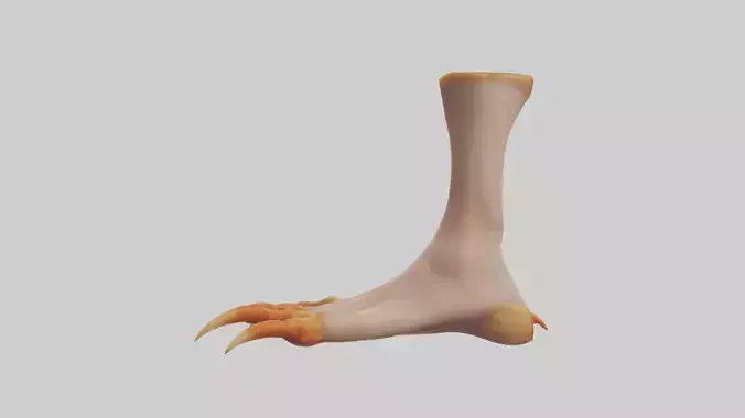 Chicken Feet Model