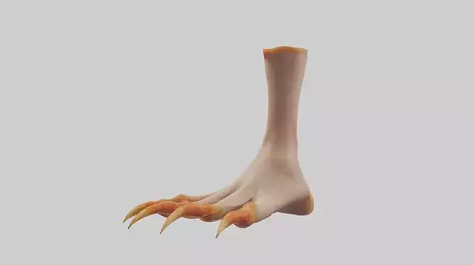 Chicken Feet Model 3D model 2