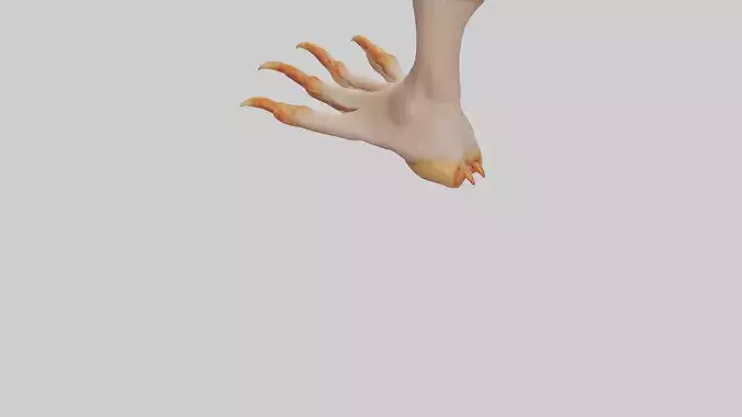 Chicken Feet Model 3D model 5