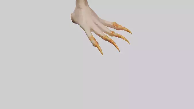 Chicken Feet Model 3D model 6