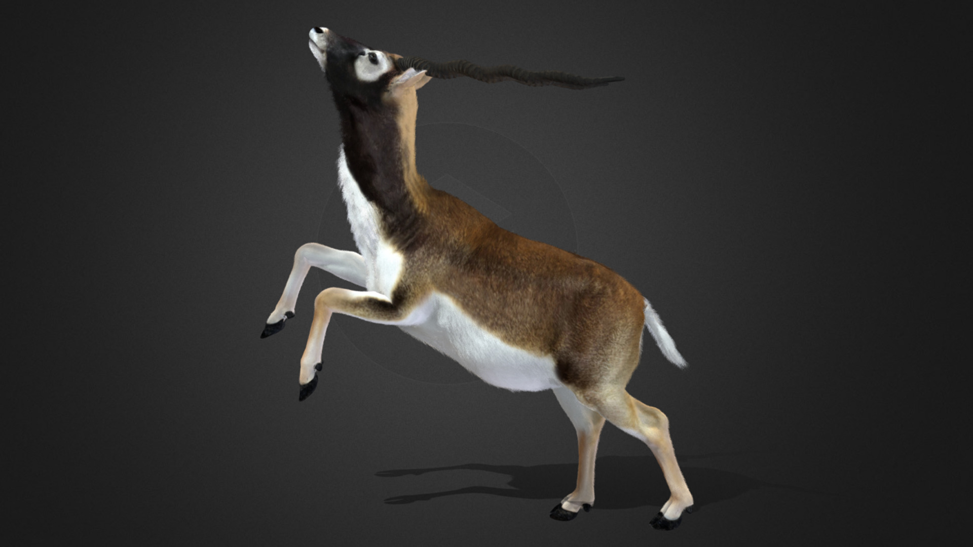 Blackbuck Realistic Animated 3D model_12