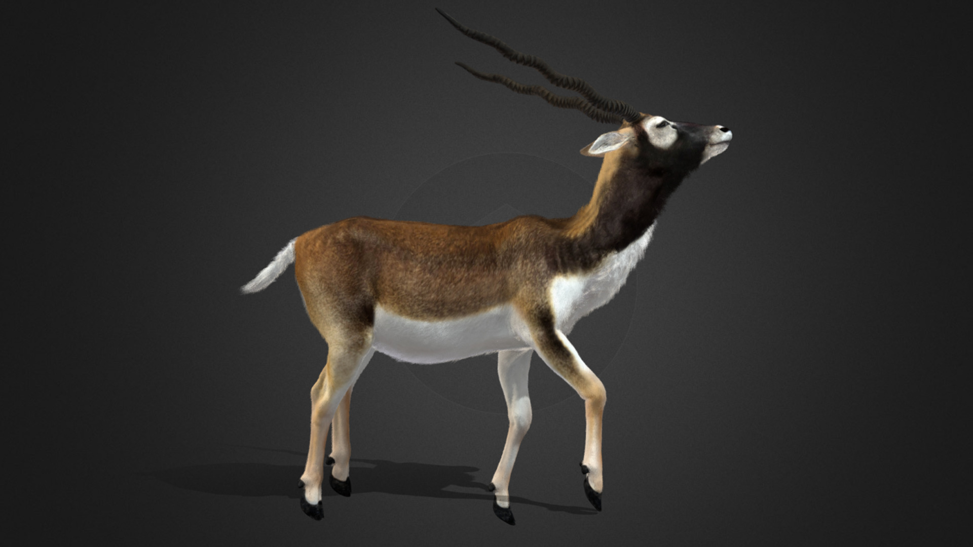 Blackbuck Realistic Animated 3D model_8