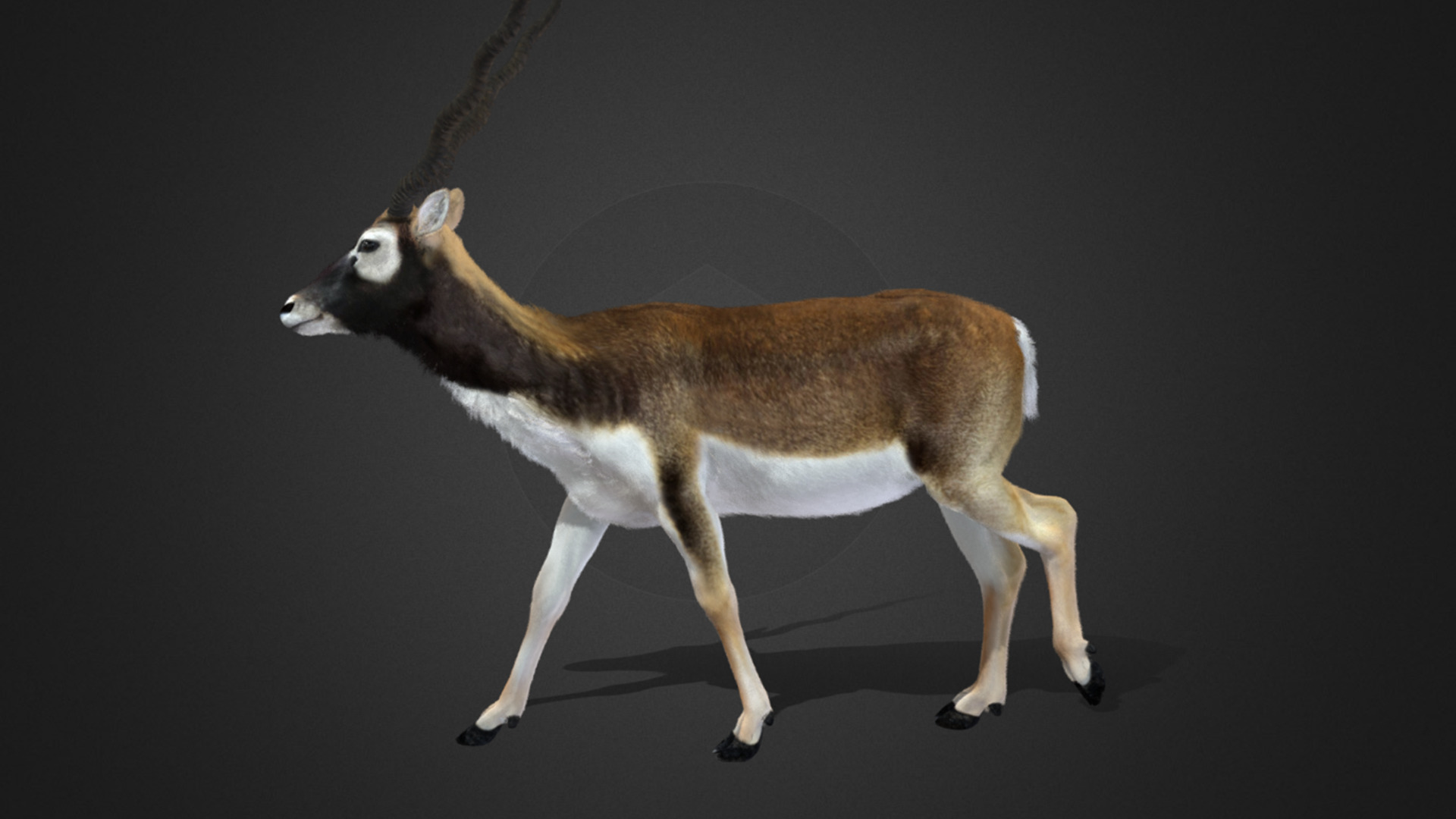 Blackbuck Realistic Animated 3D model_6