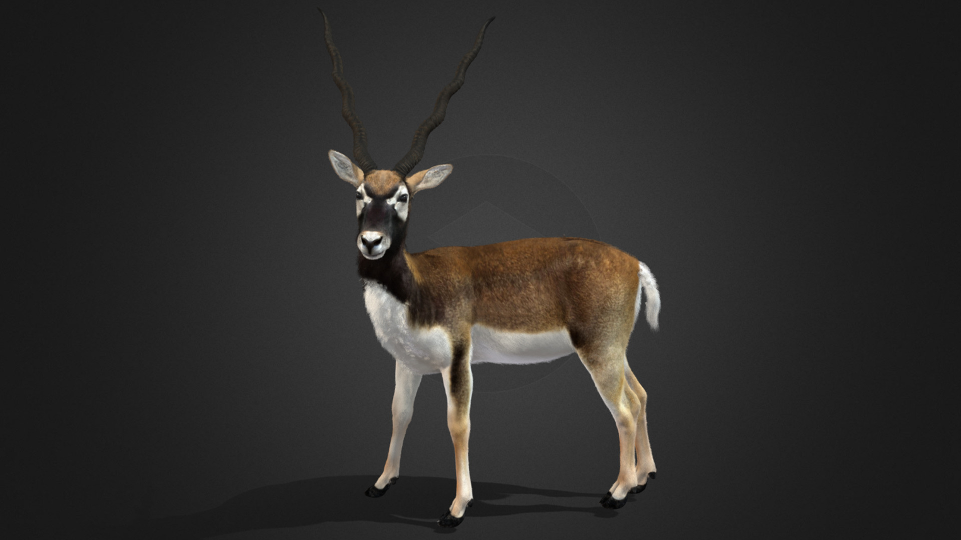 Blackbuck Realistic Animated 3D model_3