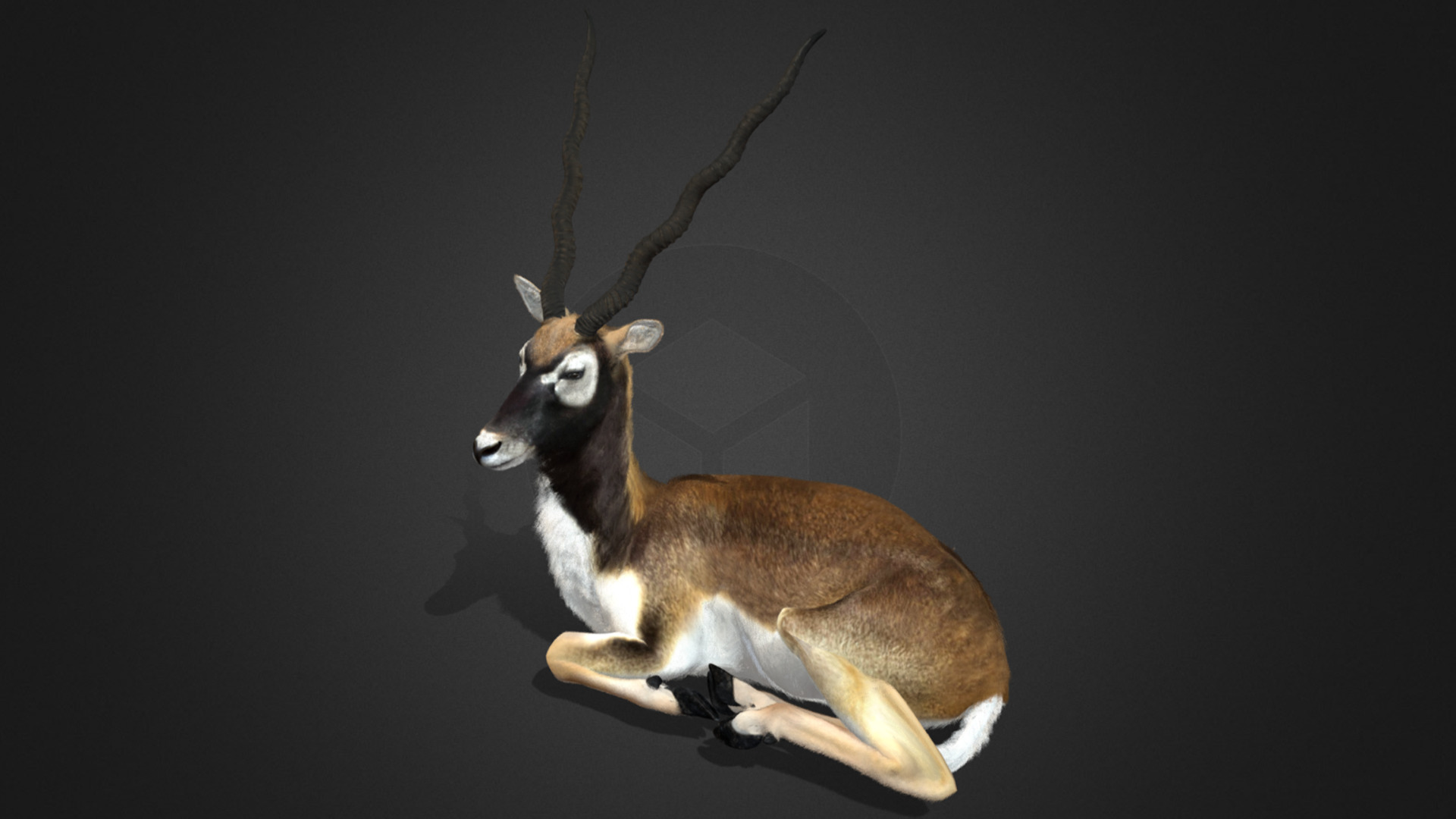Blackbuck Realistic Animated 3D model_10
