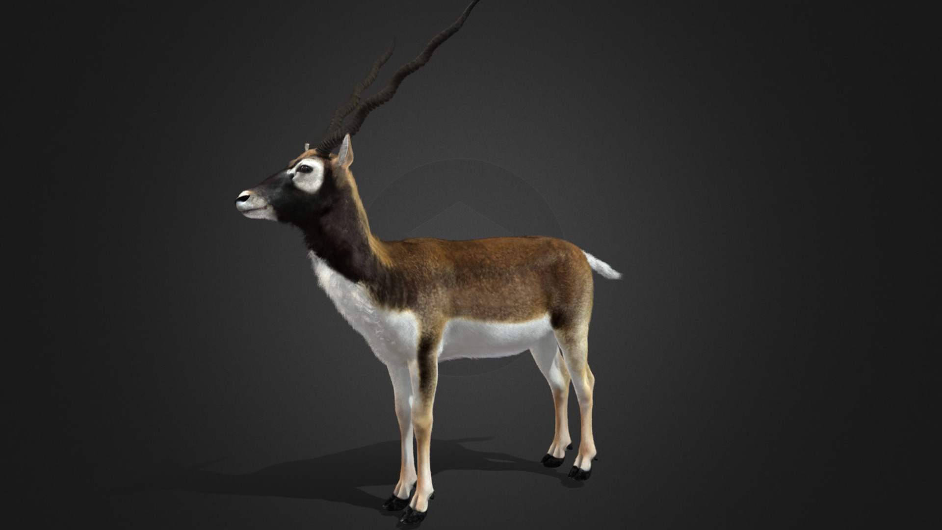 Blackbuck Realistic Animated 3D model_14