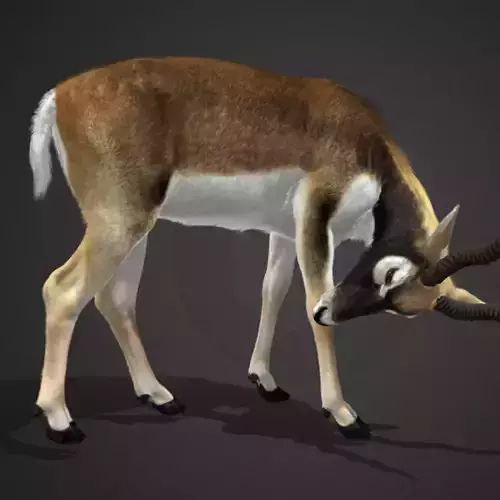 Blackbuck Realistic Animated 3D model