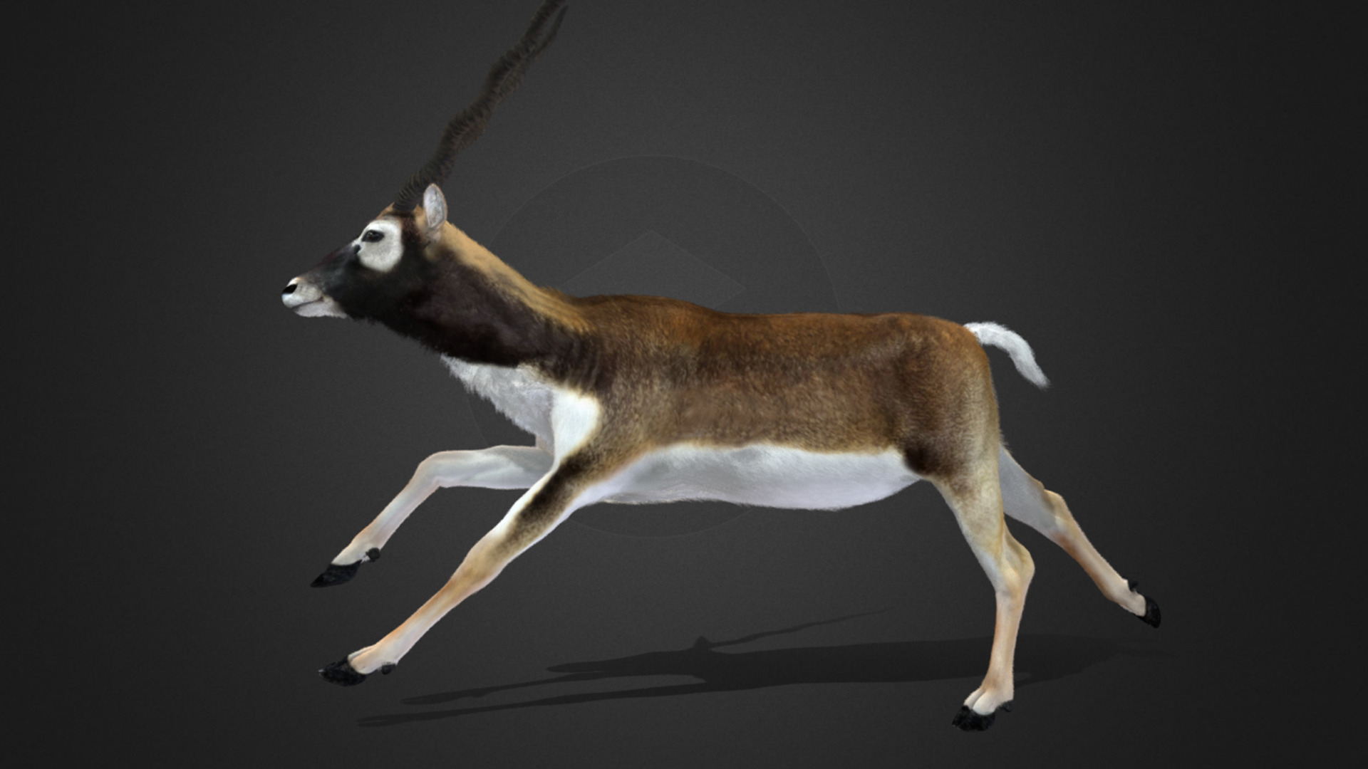 Blackbuck Realistic Animated 3D model_4