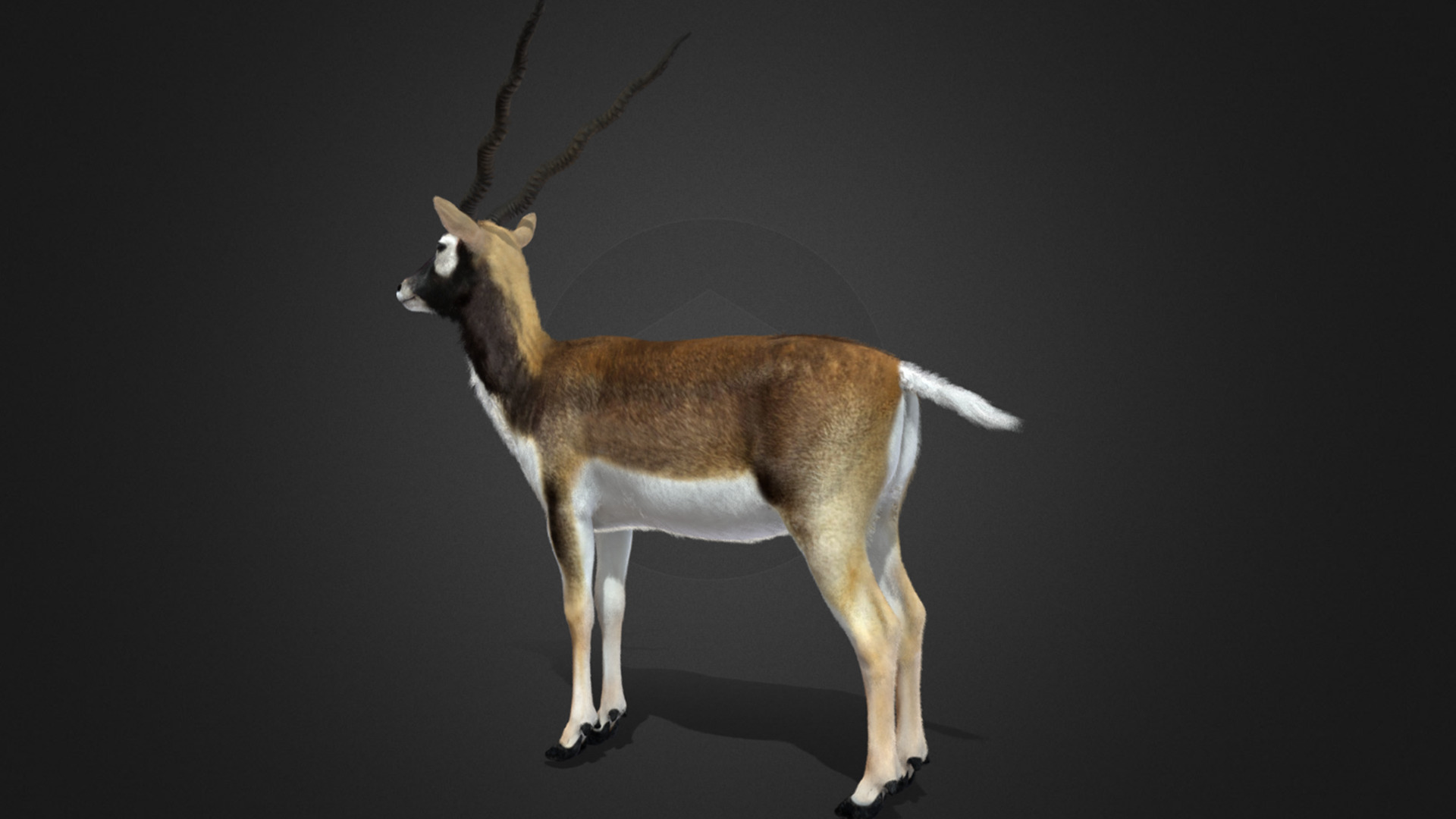 Blackbuck Realistic Animated 3D model_15