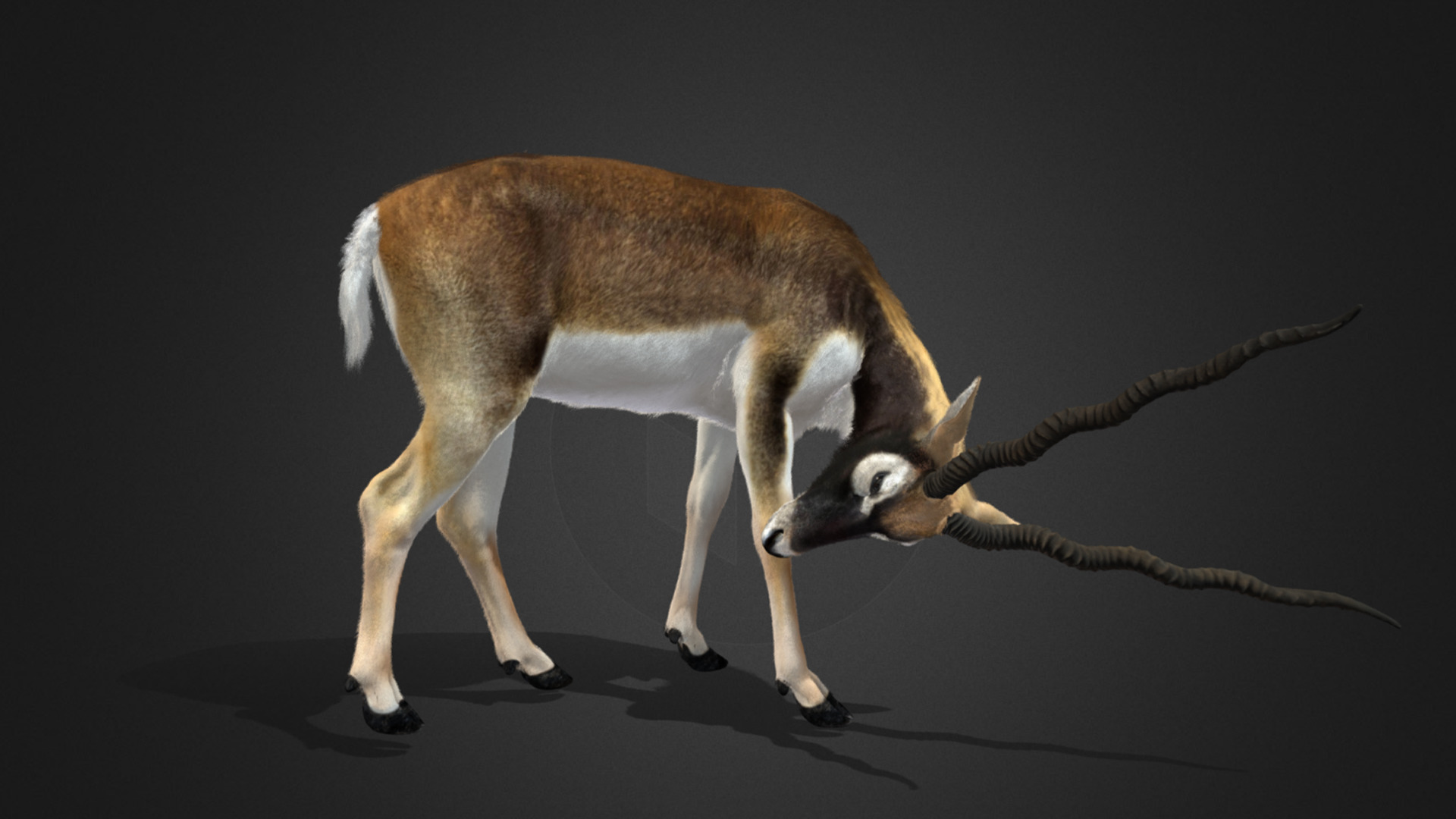 Blackbuck Realistic Animated 3D model_9