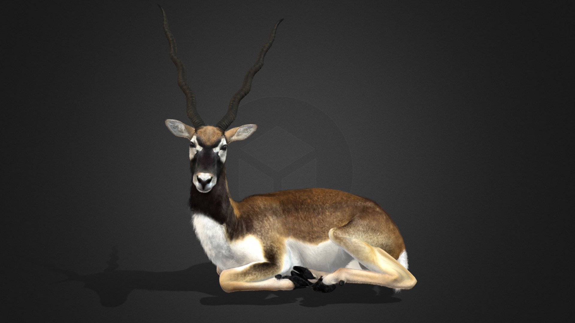 Blackbuck Realistic Animated 3D model_5