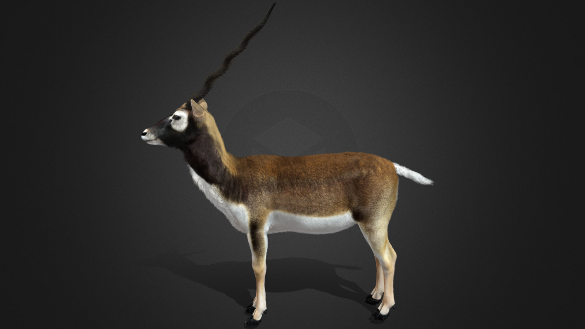 Blackbuck Realistic Animated 3D model_13