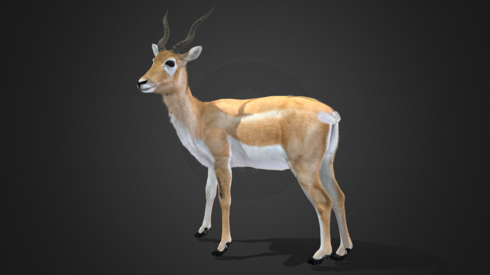 Young Blackbuck Realistic Animated 3D model_5