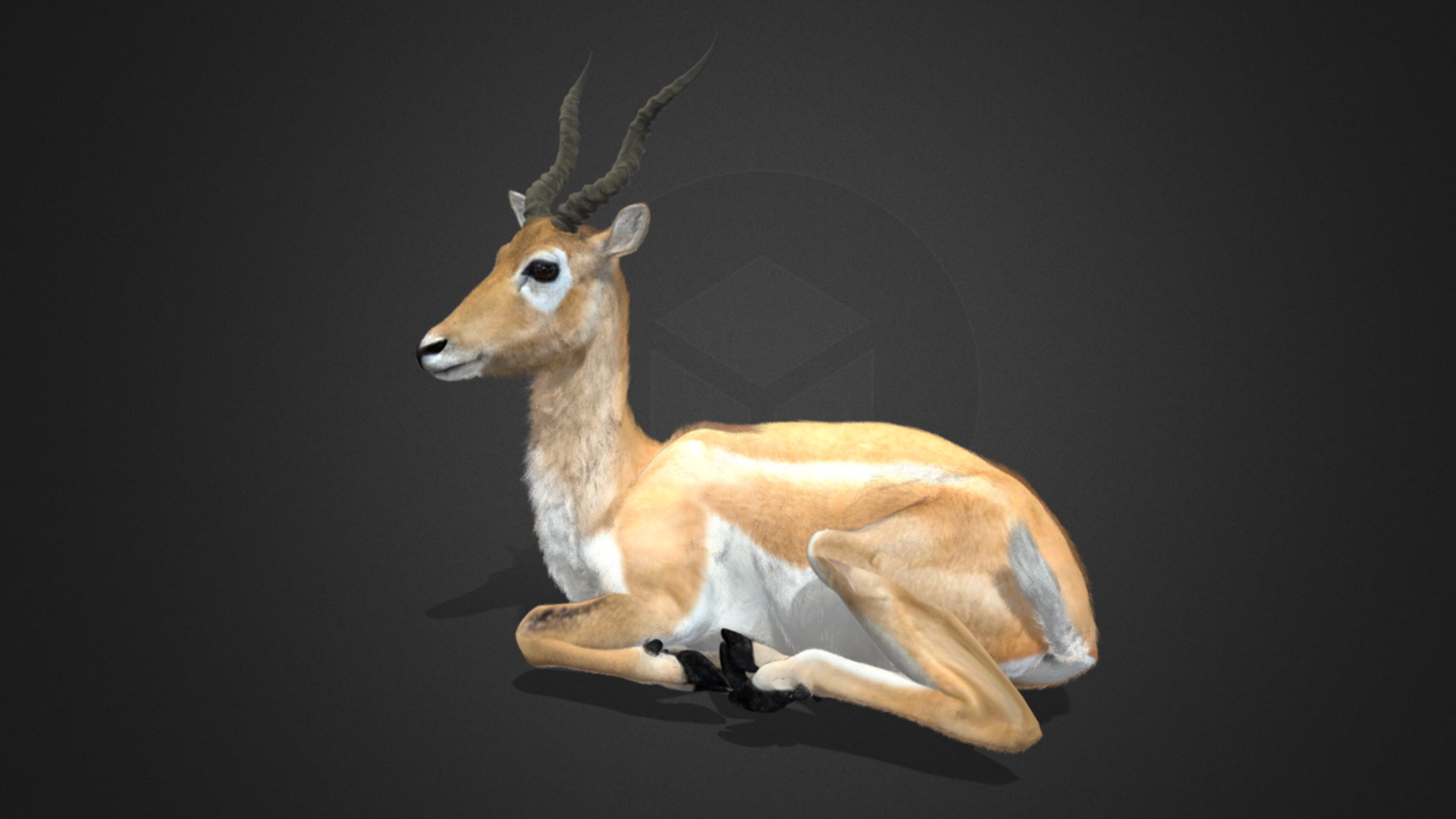 Young Blackbuck Realistic Animated 3D model_7