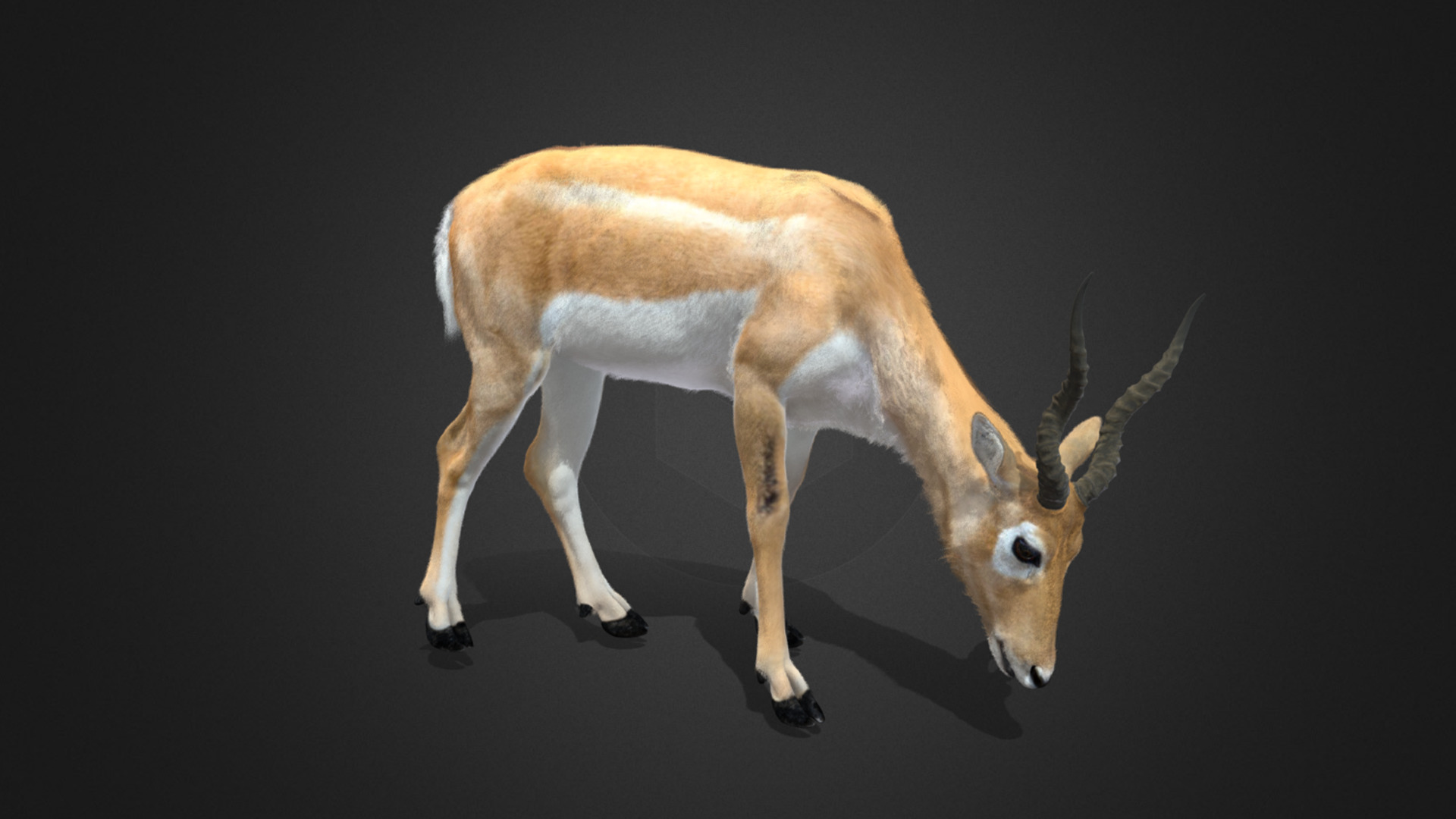 Young Blackbuck Realistic Animated 3D model_3