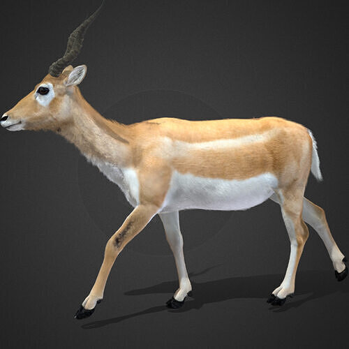 Young Blackbuck Realistic Animated 3D model