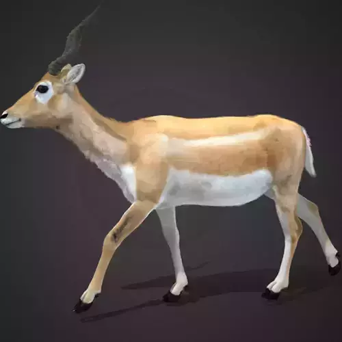 Young Blackbuck Realistic Animated