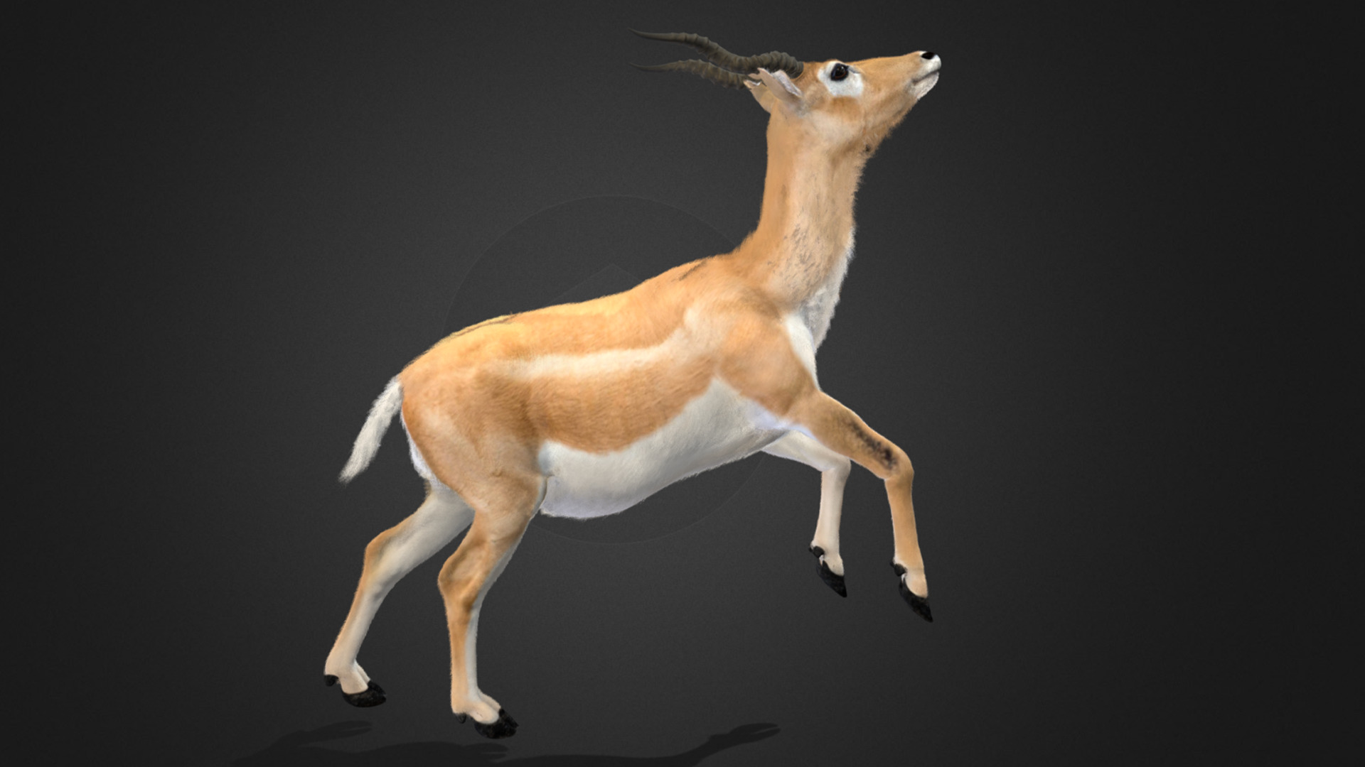 Young Blackbuck Realistic Animated 3D model_4
