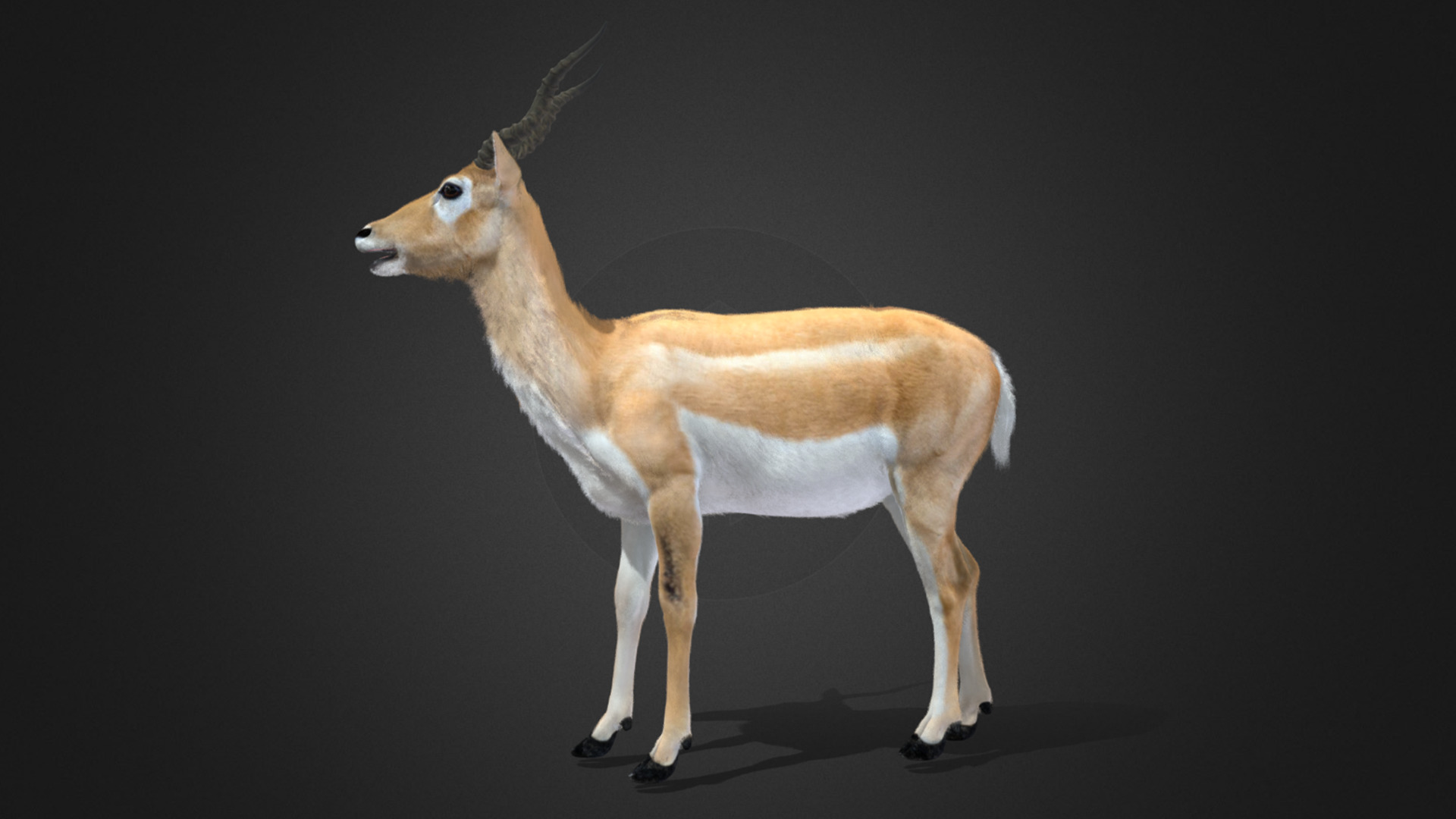 Young Blackbuck Realistic Animated 3D model_8
