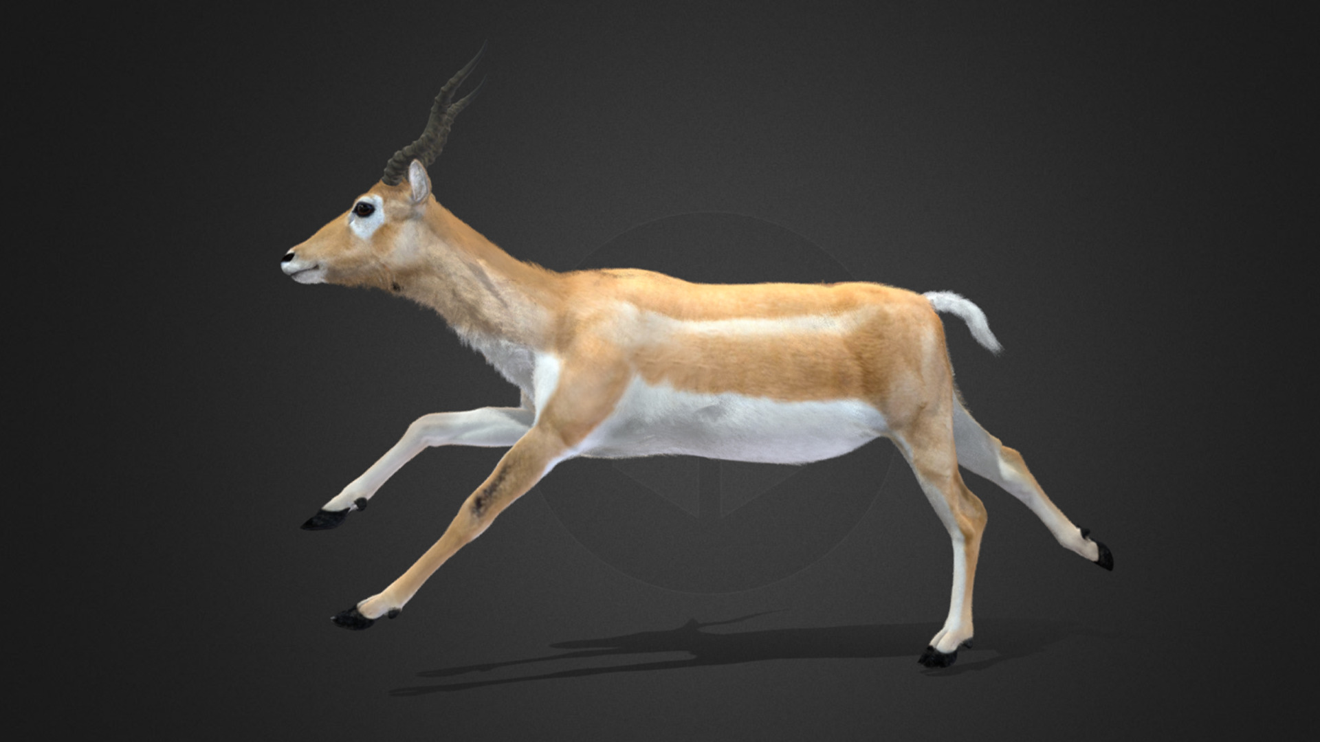 Young Blackbuck Realistic Animated 3D model_6