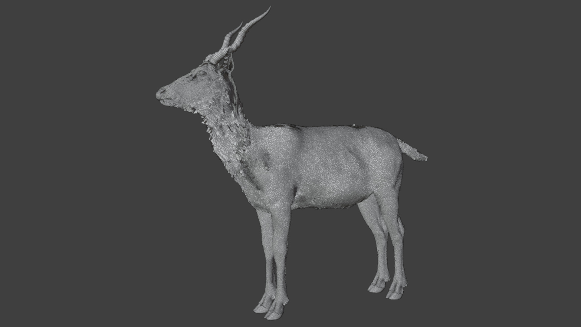 Young Blackbuck Realistic Animated 3D model_11