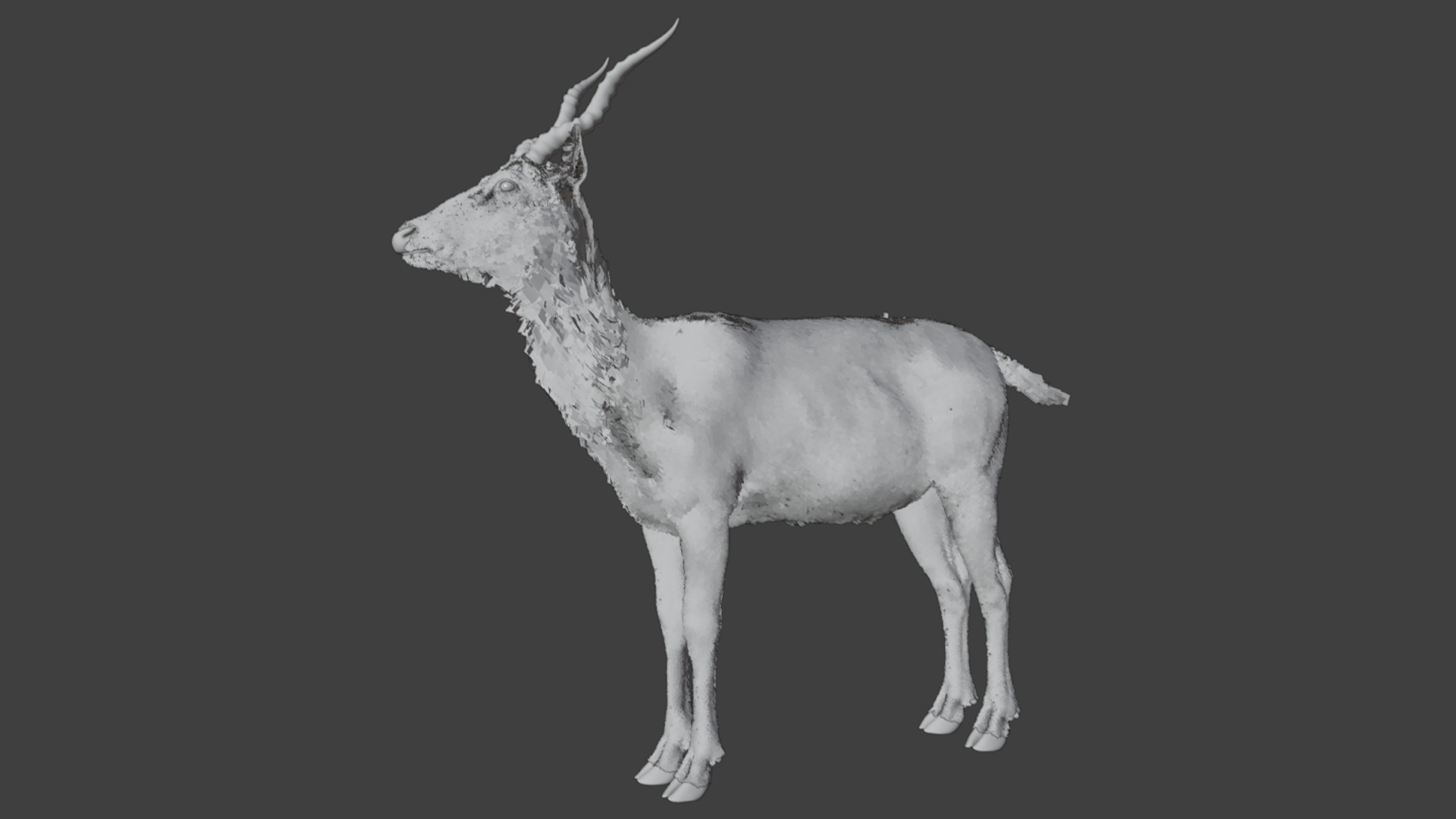 Young Blackbuck Realistic Animated 3D model_10