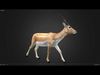 Young Blackbuck Realistic Animated 3D model_1