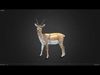 Young Blackbuck Realistic Animated 3D model_2