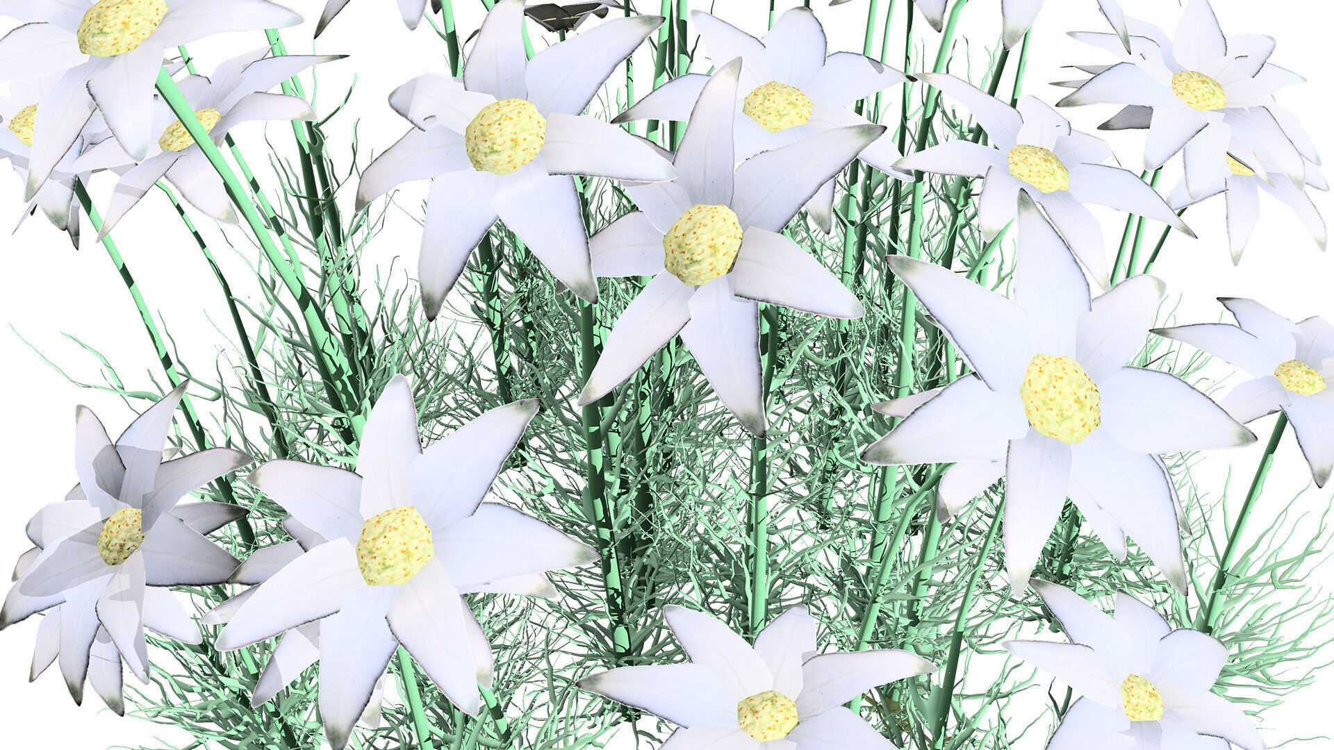 Australian Flannel Flower herbaceous shrubs Low-poly 3D model_2