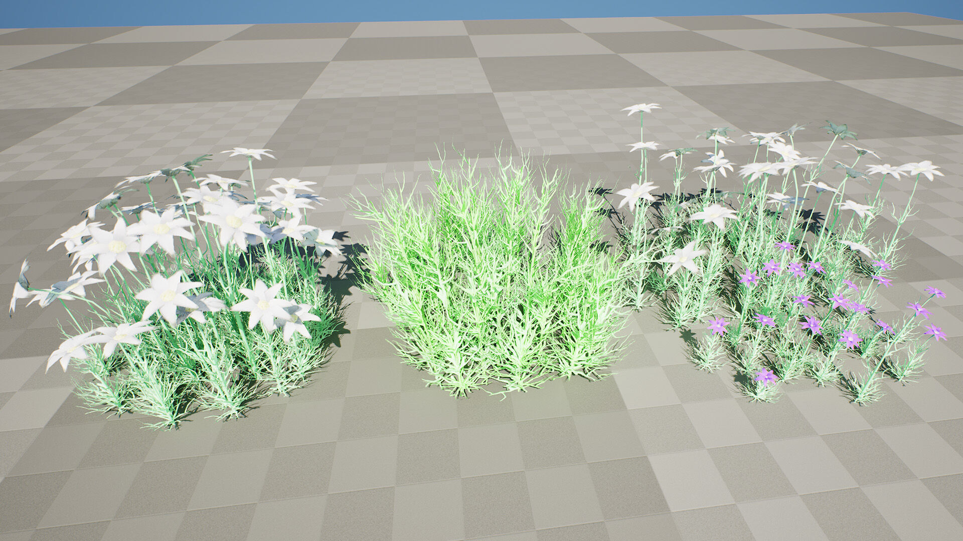 Australian Flannel Flower herbaceous shrubs Low-poly 3D model_9