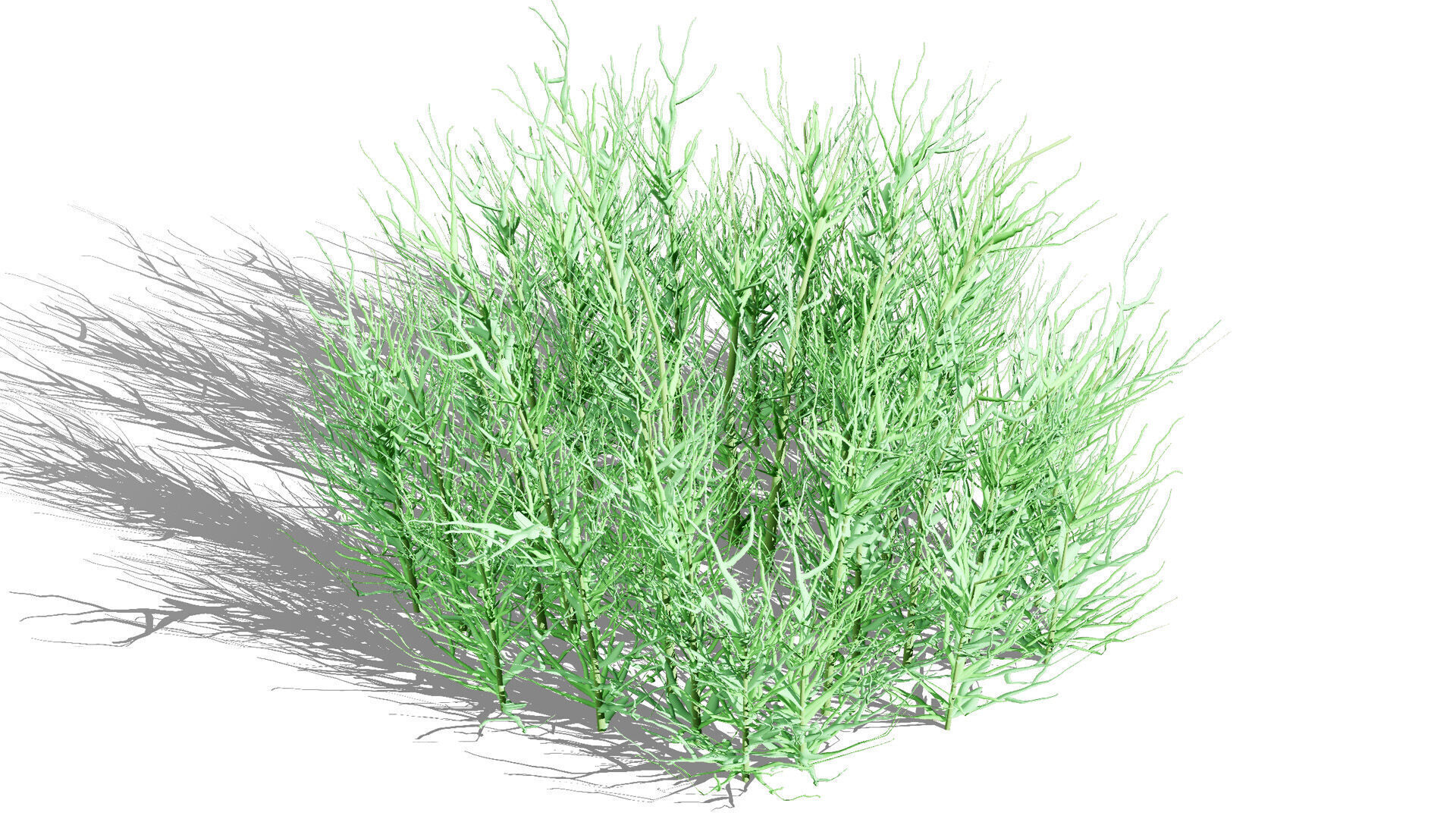 Australian Flannel Flower herbaceous shrubs Low-poly 3D model_3