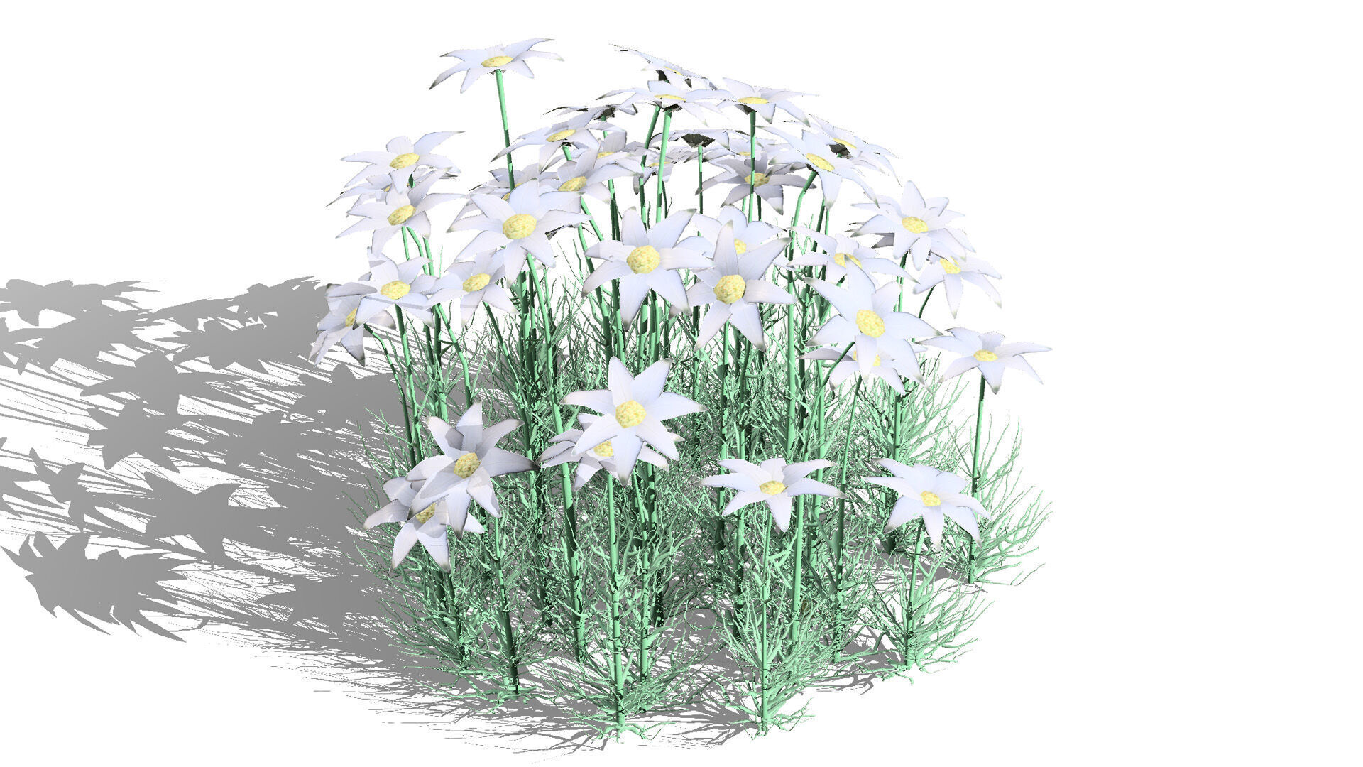 Australian Flannel Flower herbaceous shrubs Low-poly 3D model_1