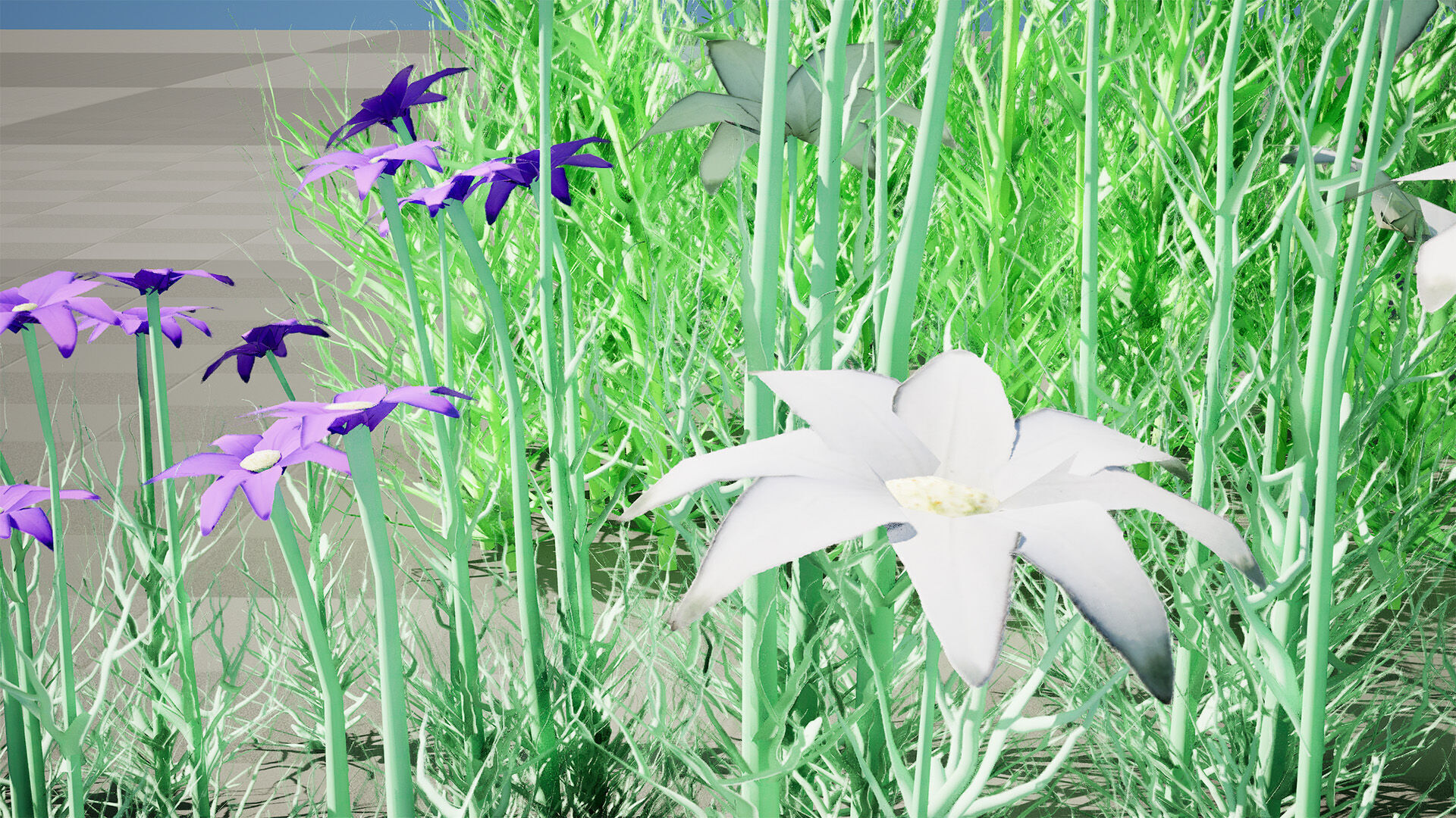 Australian Flannel Flower herbaceous shrubs Low-poly 3D model_8