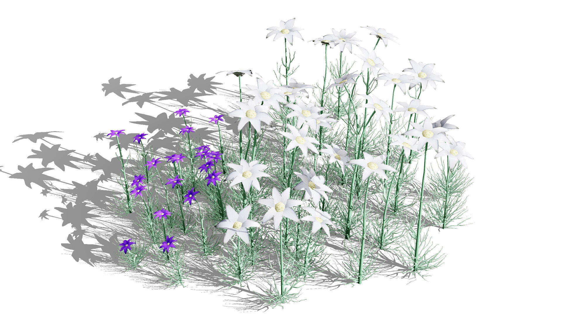 Australian Flannel Flower herbaceous shrubs Low-poly 3D model_5