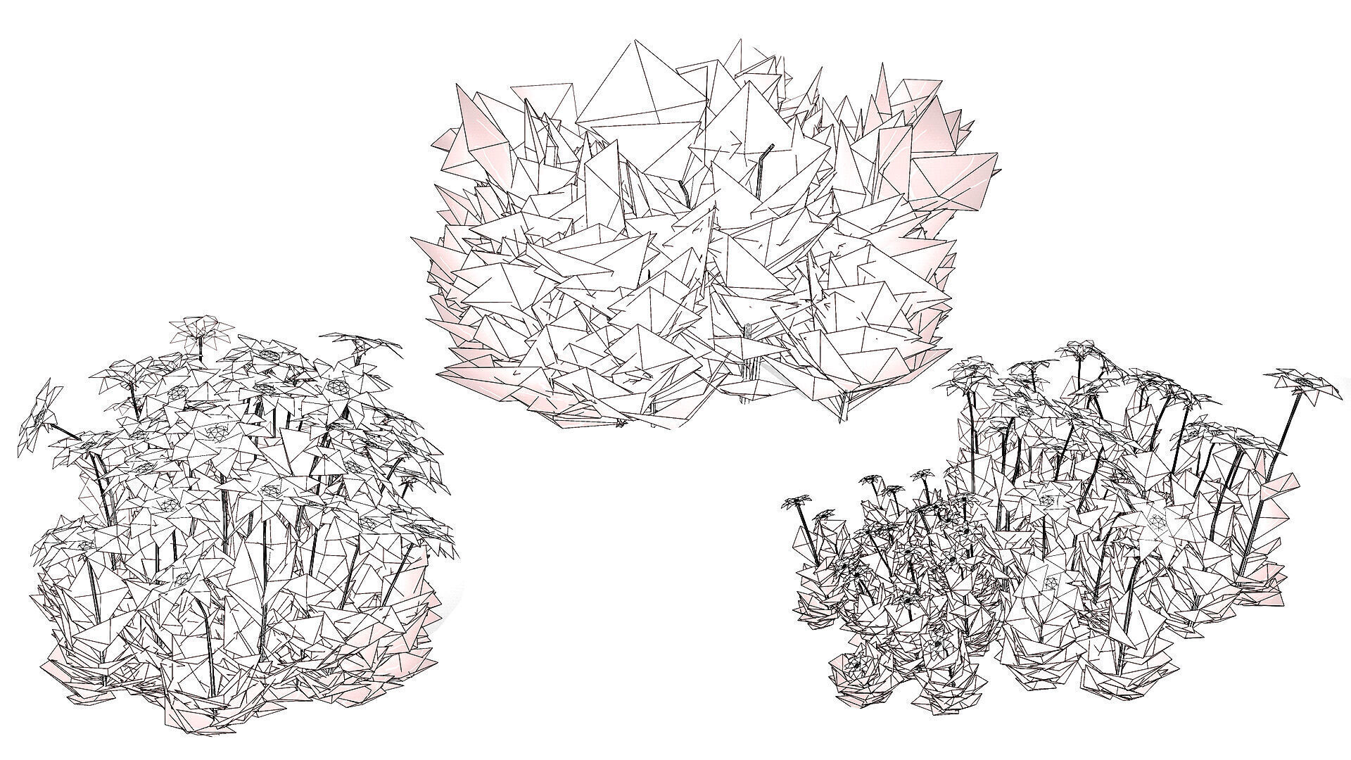 Australian Flannel Flower herbaceous shrubs Low-poly 3D model_11