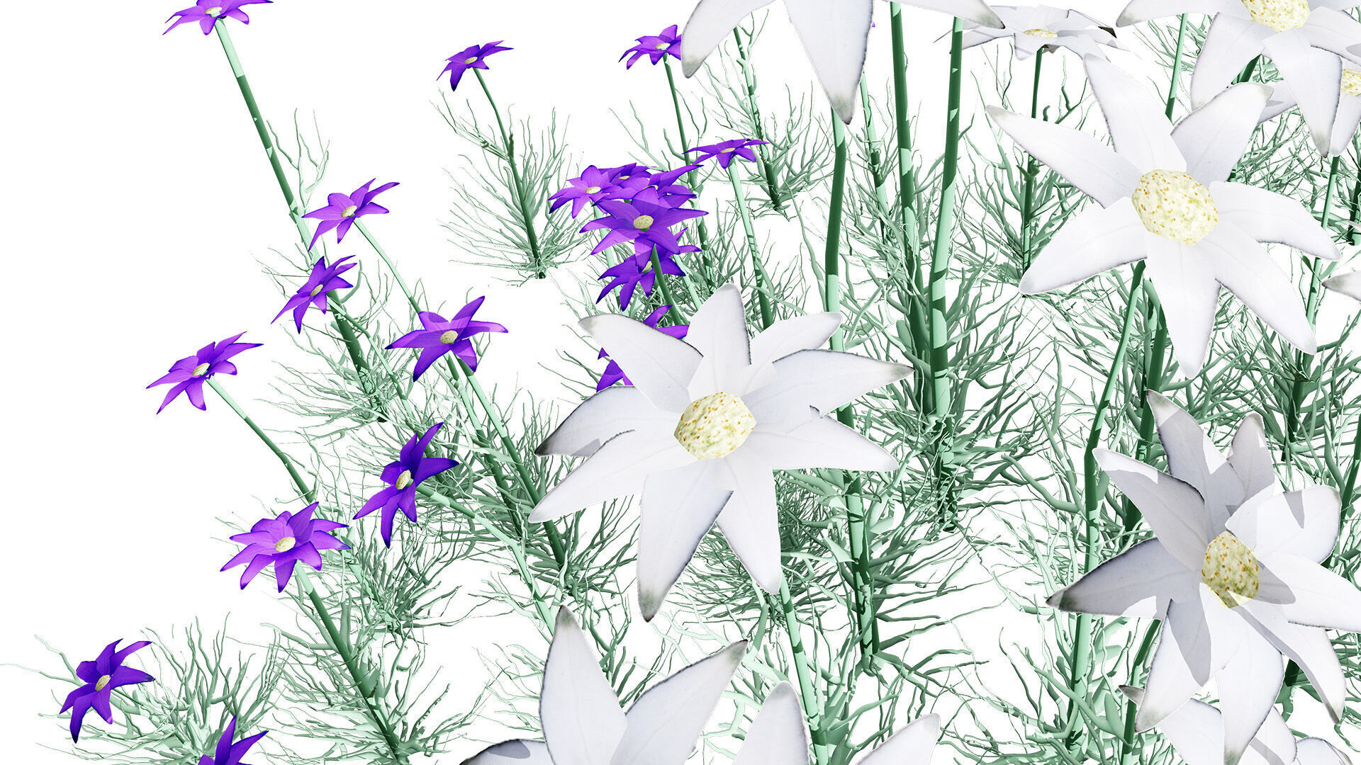 Australian Flannel Flower herbaceous shrubs Low-poly 3D model_6