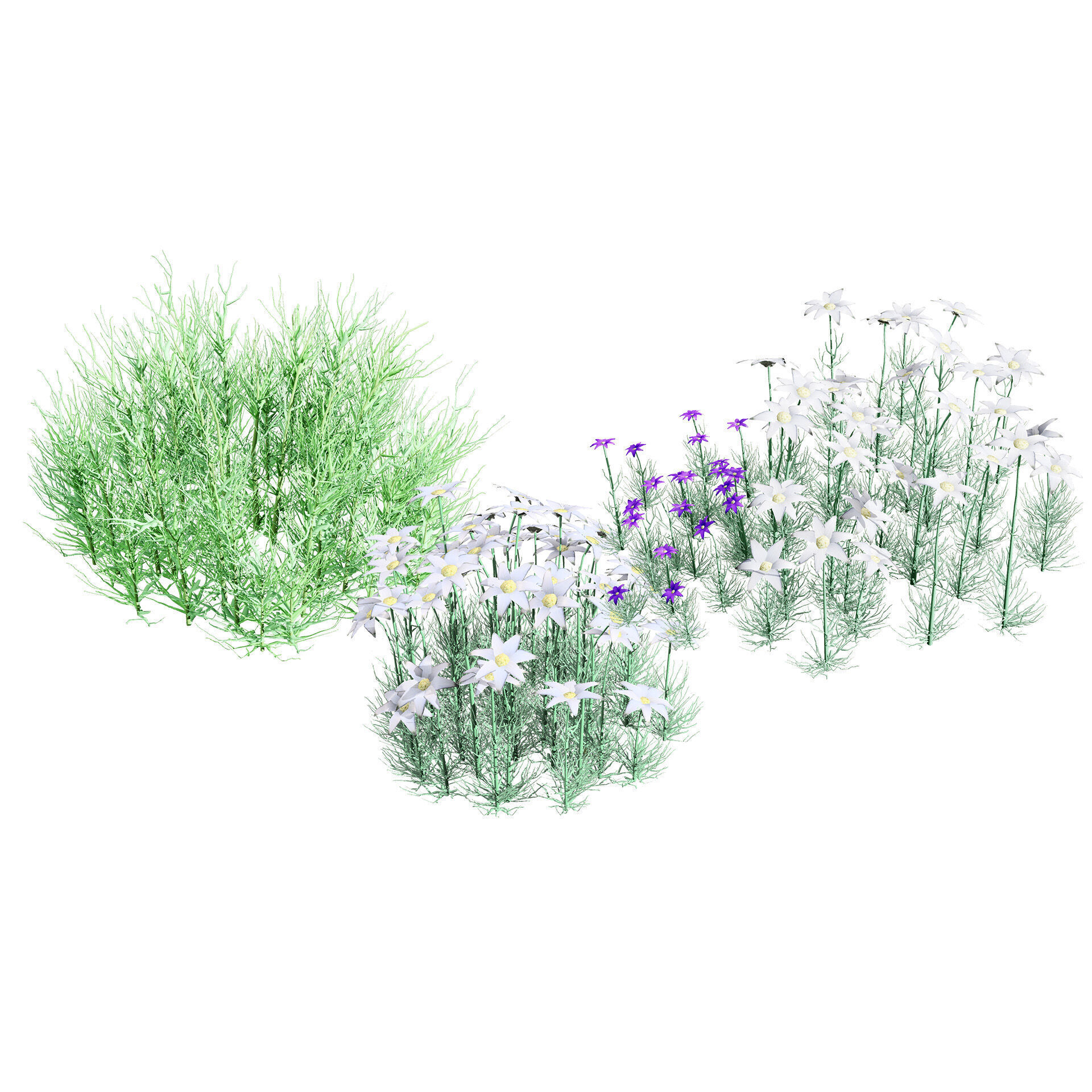 Australian Flannel Flower herbaceous shrubs Low-poly 3D model_10