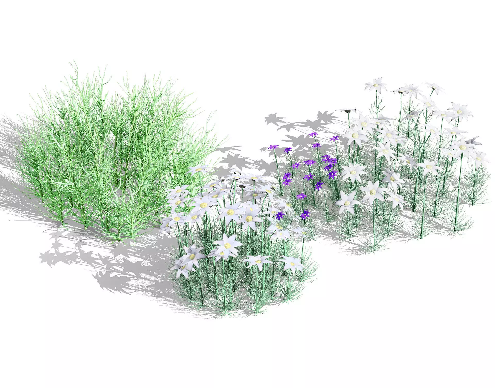 Australian Flannel Flower herbaceous shrubs Low-poly 3D model_0