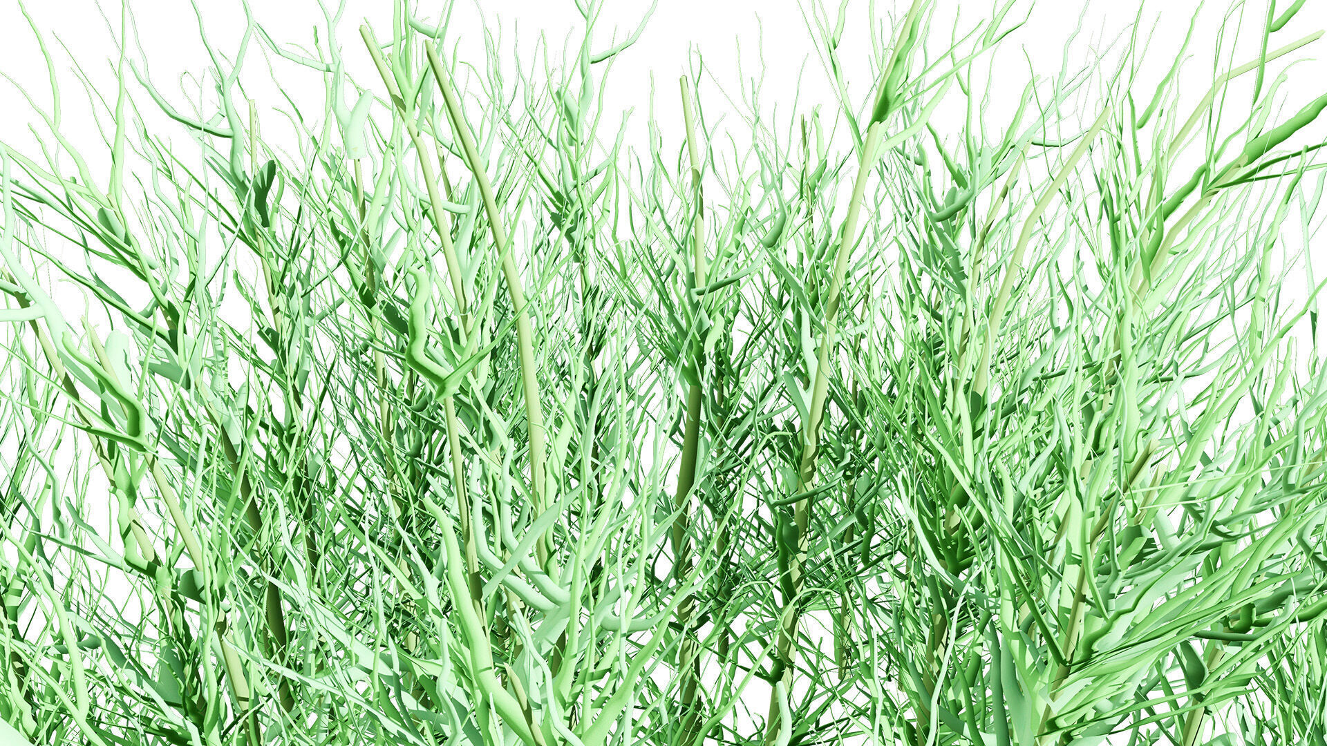 Australian Flannel Flower herbaceous shrubs Low-poly 3D model_4