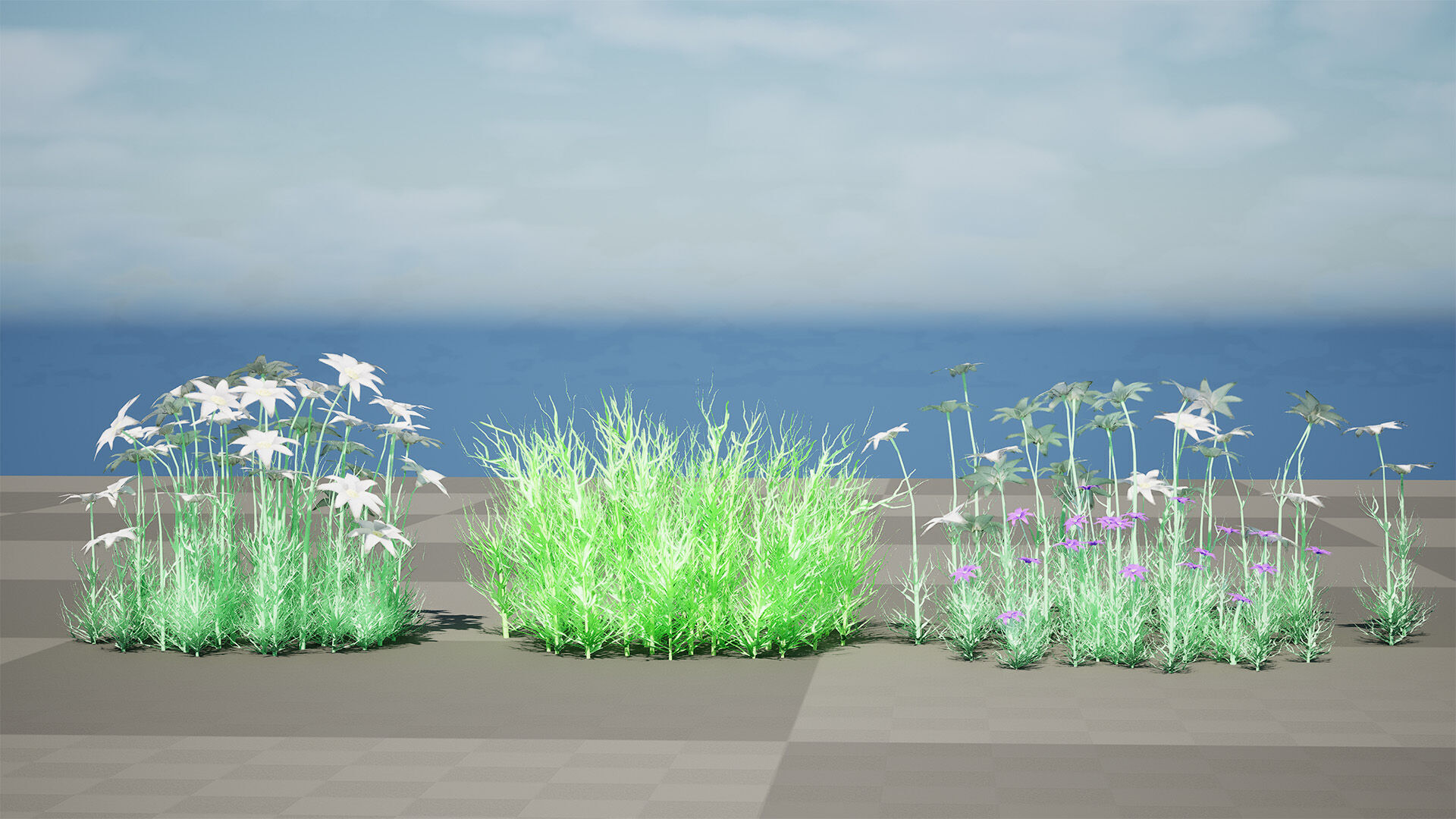 Australian Flannel Flower herbaceous shrubs Low-poly 3D model_7