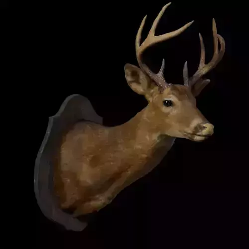 Deer Taxidermy 