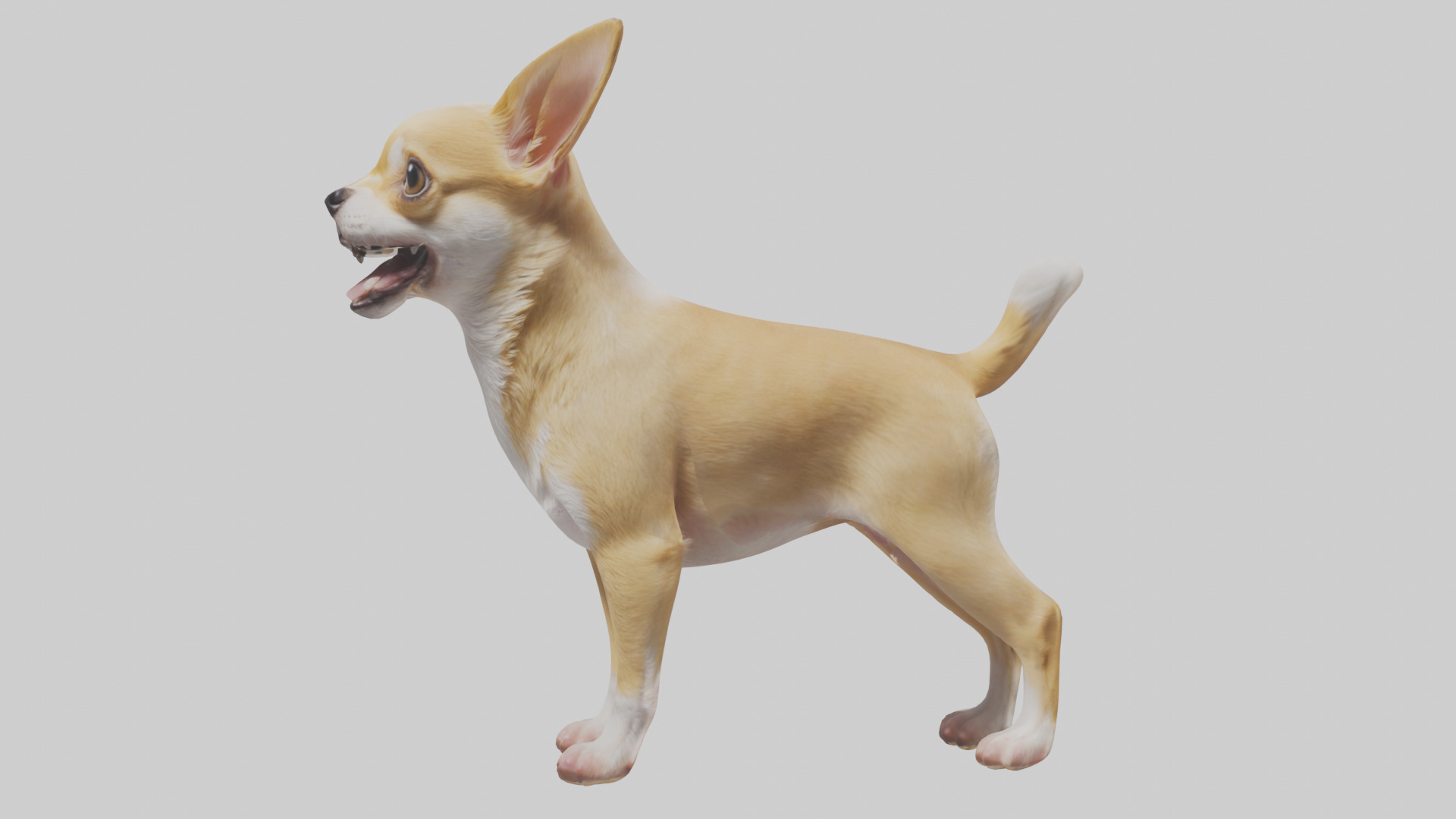 Chihuahua barking model 3D model_8