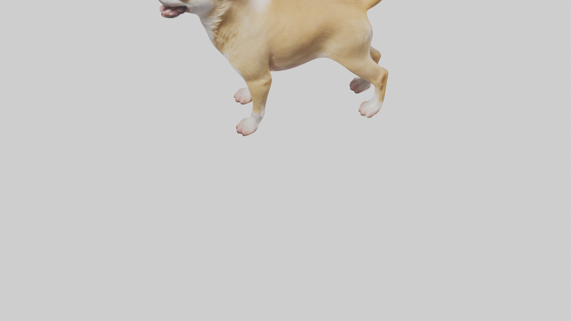Chihuahua barking model 3D model_5