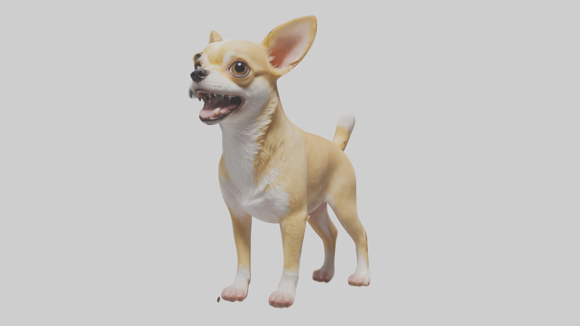 Chihuahua barking model 3D model_9