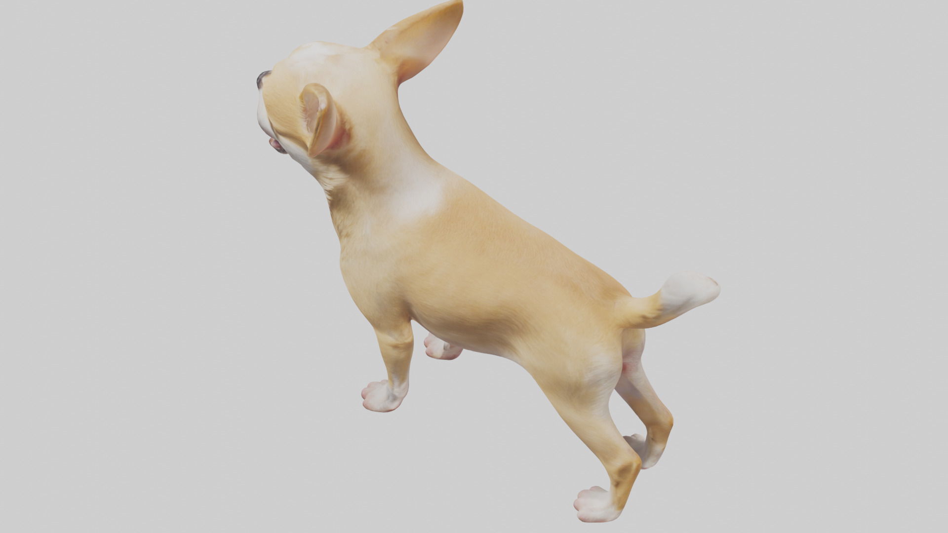 Chihuahua barking model 3D model_17